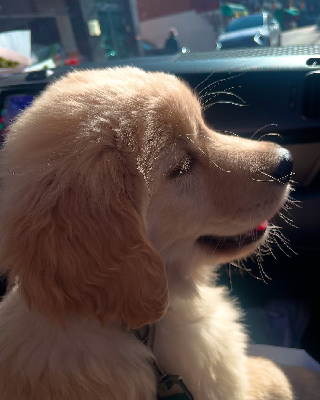 Photo by 리트리버 해리 on February 18, 2025.