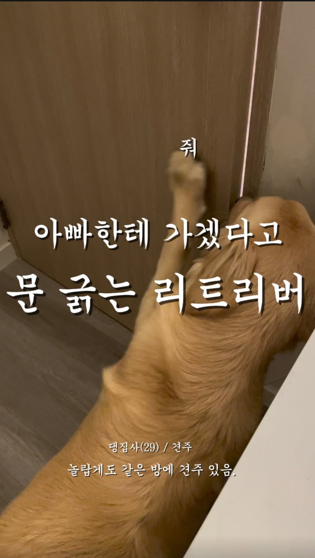 haeristagram 게시물 이미지: 누가보면 가둔 줄..

#의리 #리트리버해리 #리트리버 #댕댕이그램 #댕댕이스타그램...