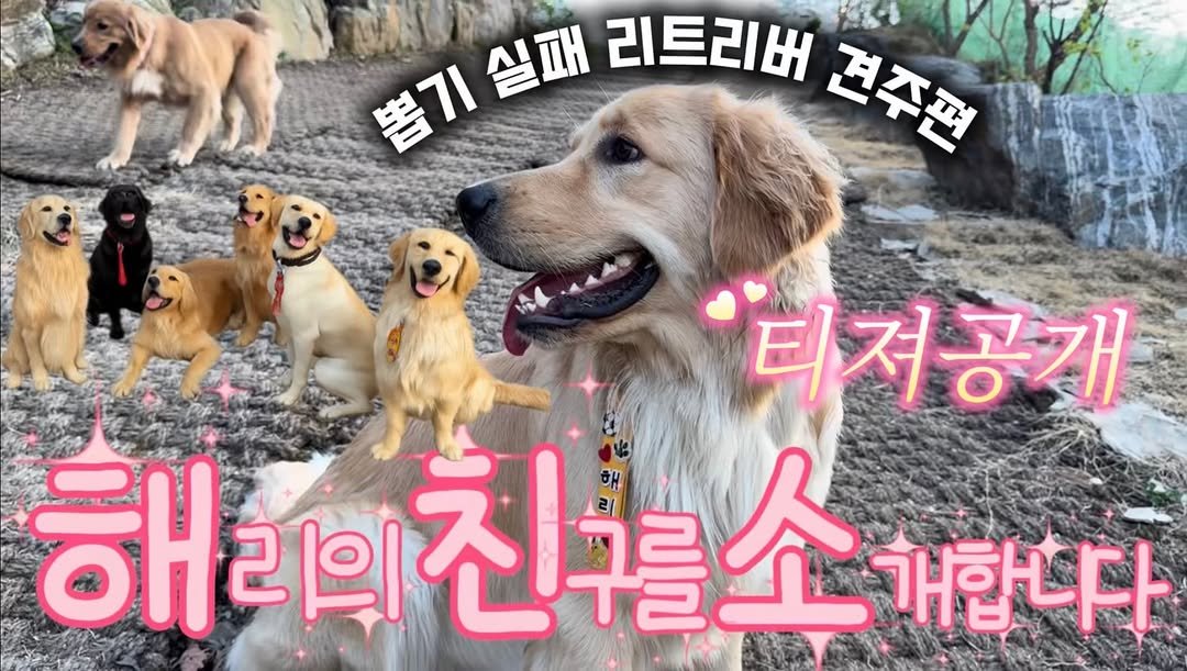 Photo by 리트리버 해리 on April 27, 2026. May be an image of ‎golden retriever, Groenendael, collie and ‎text that says '‎뽑기실패 봄기실패리트리버고주판 불기실패리 실패 리트리버 견주편 害7 티져공개 해 리의 해피의친구를 친구를소 친구 م 72 해 개합니다‎'‎‎.