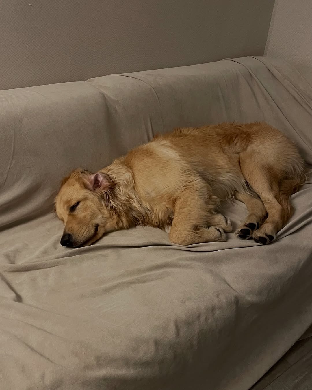 Photo by 리트리버 해리 on July 19, 2025. May be an image of sleeping, golden retriever, collie and text.