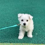 westie_bokja 프로필 사진
