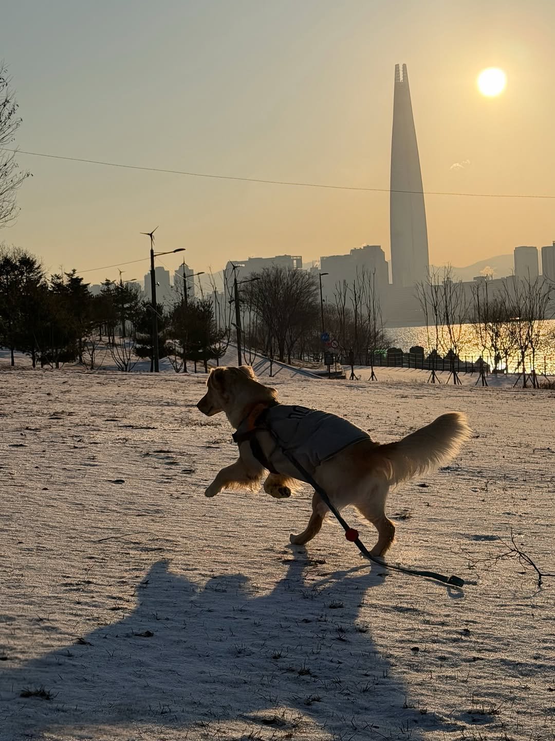 Photo by 리트리버 해리 on January 25, 2026. May be an image of golden retriever, Afghan hound, park and text.