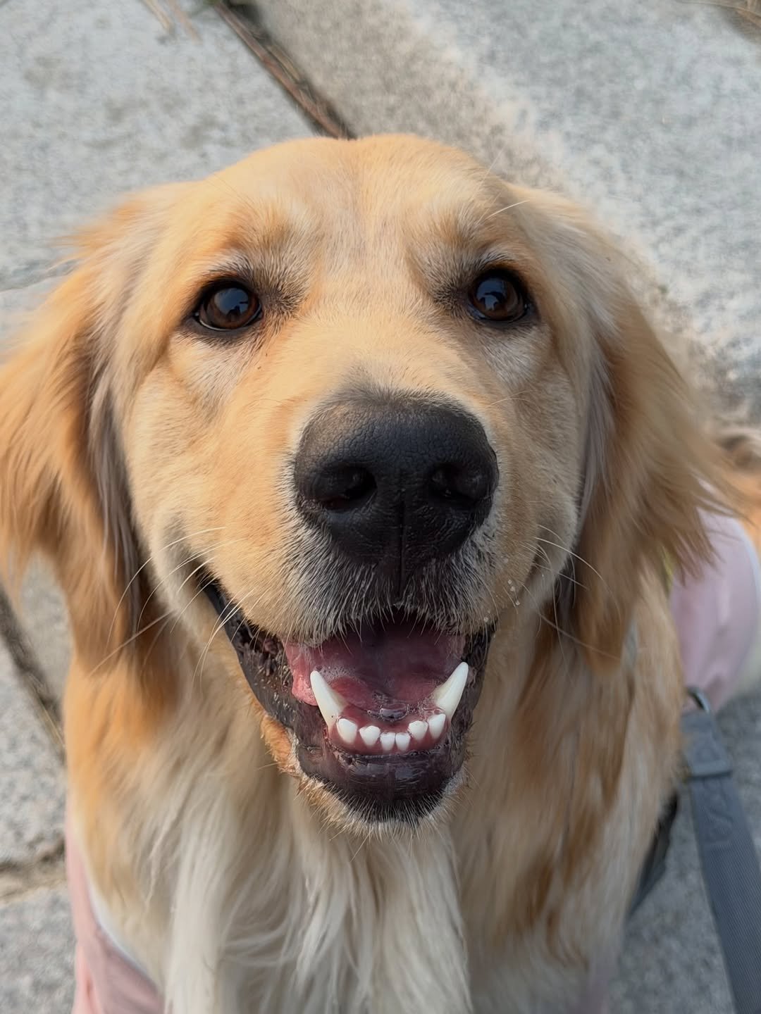 Photo shared by 리트리버 해리 on March 22, 2026 tagging @barklords. May be a closeup of golden retriever and text.