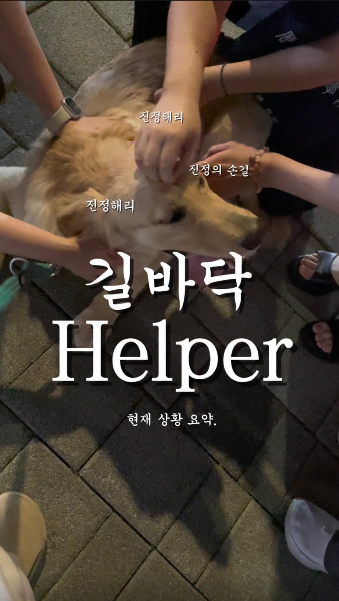 haeristagram 게시물 이미지: 1. 지나가시던 한 분께서 해리를 알아보심.
2. 해리가 신나서 인사하겠다고 날뛰기...