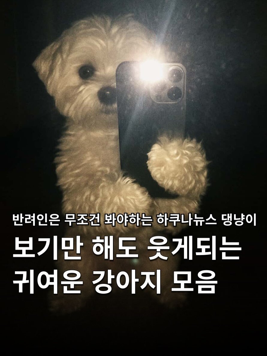 Photo shared by 하쿠나뉴스 | H.K.U NEWS 🇰🇷 on December 05, 2025 tagging @haru_doggie. May be an image of Maltese and text that says '반려인은 무조건 봐야하는 하쿠나뉴스 댕냥이 보기만 해도 웃게되는 귀여운 강아지 모음'.