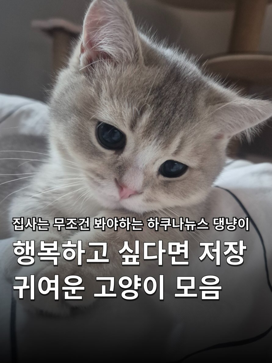 Photo shared by 하쿠나뉴스 | H.K.U NEWS 🇰🇷 on December 05, 2025 tagging @cat_chunchun. May be an image of animal, pie and text that says '집사는 무조건 봐야하는 하쿠나뉴스 댕냥이 행복하고 싶다면 저장 귀여운 고양이 모음'.