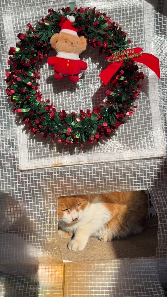 halmangcat 게시물 이미지: 5일 동안 봉고차 안으로만 들어가던 아가씨. 불러도 한참 있다가 나오고, 어제는...