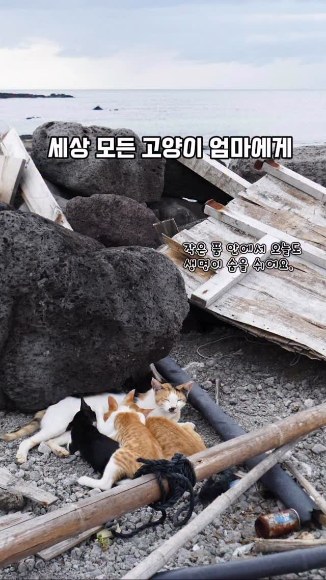 halmangcat 게시물 이미지: 세상 모든 고양이 엄마에게,

당신은 오늘도 바다와 마을을 오가며
작은 생명을...