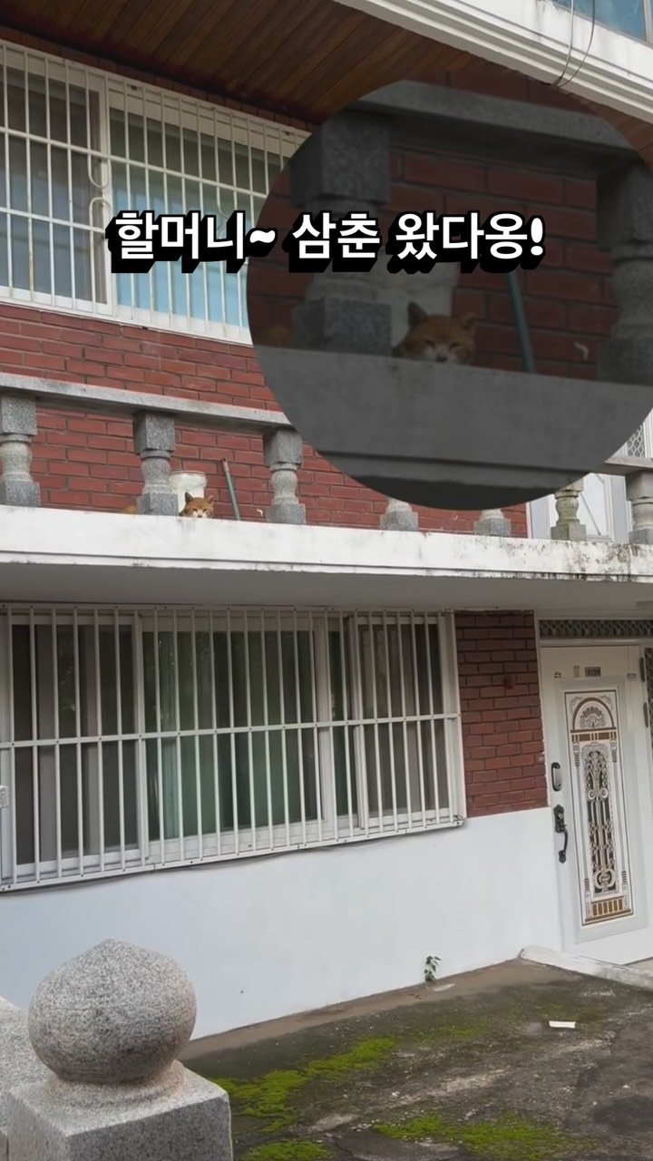 halmangcat 게시물 이미지: 삼춘은 여전히 할머니네로.
갈치는 안 나오지만, 문안인사 드리러 간...