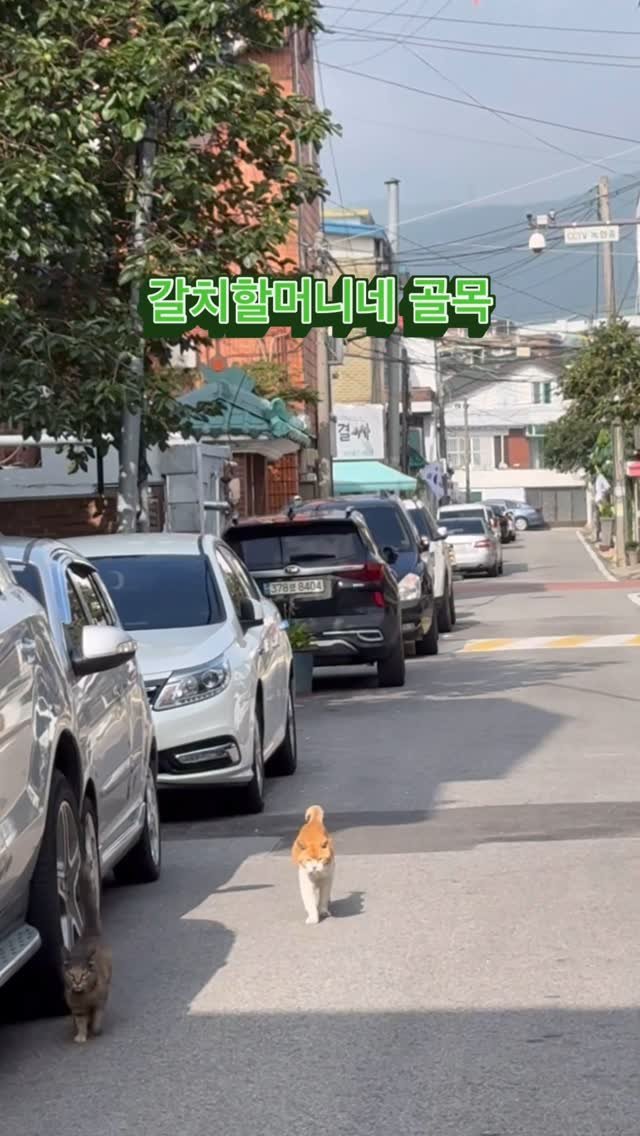halmangcat 게시물 이미지: 갈치 할머니 좋아요!

삼춘은 여전히 갈치할머니네 골목으로 향해요. 
이젠 갈치는...