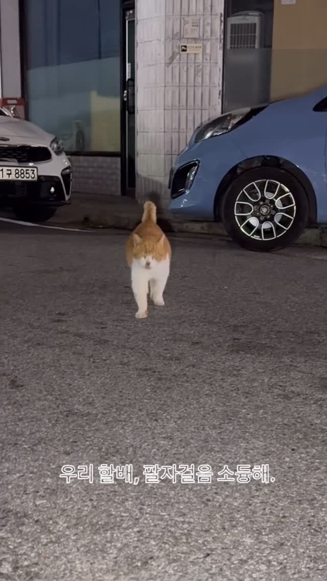 halmangcat 게시물 이미지: 누나 왔다고 뚱땅뚱땅 뛰어오는 삼춘.
설레는 발걸음은 아직도 소년...