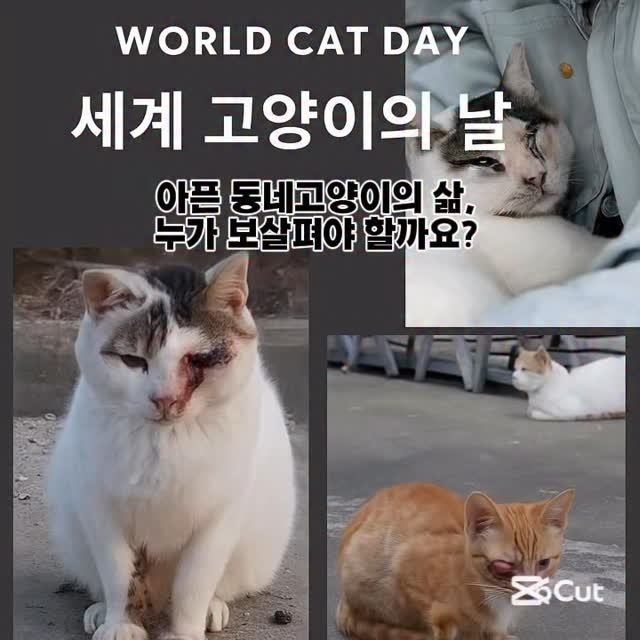 halmangcat 게시물 이미지: 오늘은 세계 고양이의 날입니다.

아픈 고양이들이 구조되어
치료받고, 회복하는...