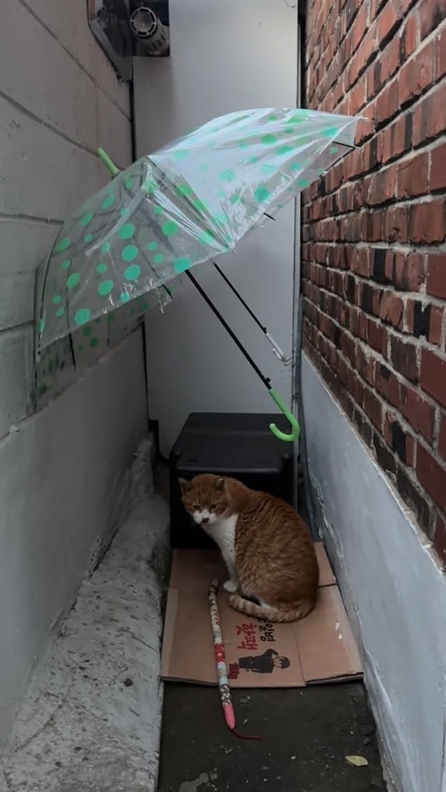 halmangcat 게시물 이미지: 아가씨를 위해
마당 안쪽에 조용히 옮겨 둔 겨울집.
그런데 그 집을 제일 먼저...