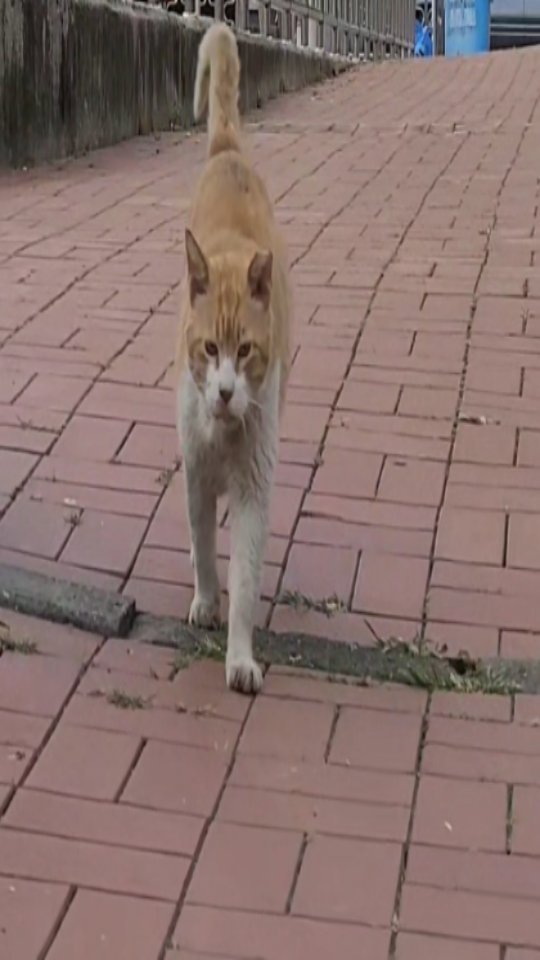 halmangcat 게시물 이미지: 잃어버린 누나 만나러 오는 줄.. 

놀이터에서 놀다가 누나 발견하고 달려오는 우리...