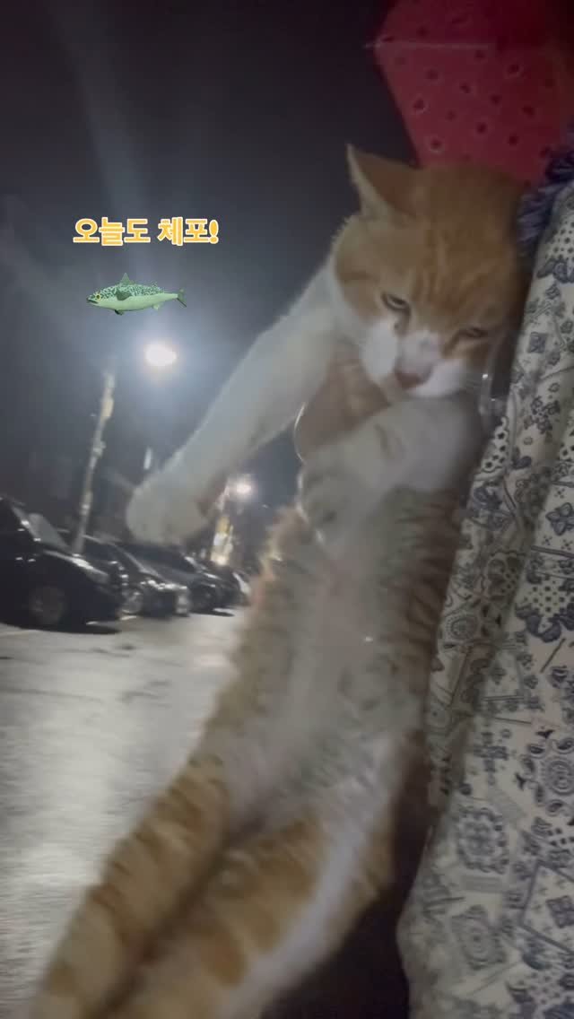 halmangcat 게시물 이미지: 삼춘이 바람이 났다.

얼마 전부터 삼춘은 예전 살던 골목으로 자주 발걸음을...