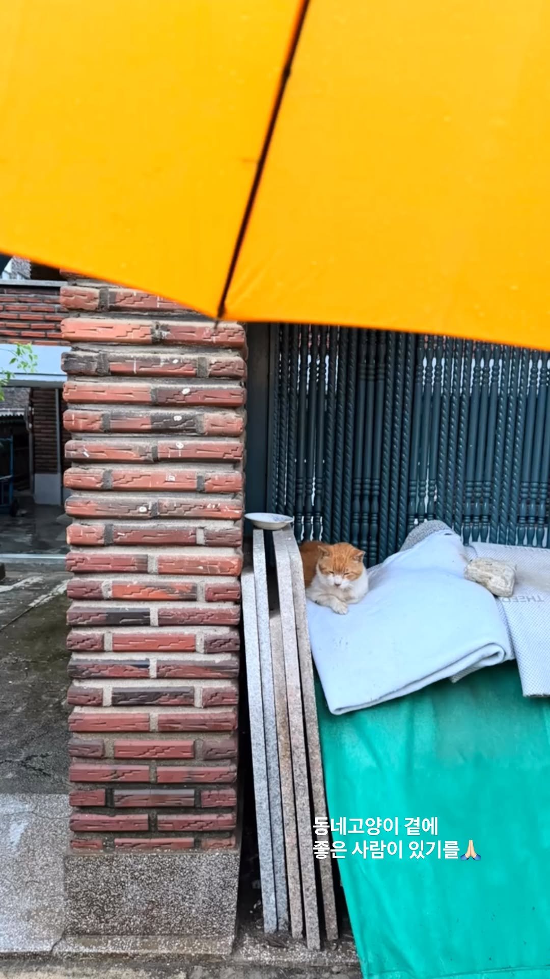halmangcat 게시물 이미지: 누군가의 하루도, 우리가 살아가는 이 골목에서 시작돼요.
동네고양이 곁에, 마음...