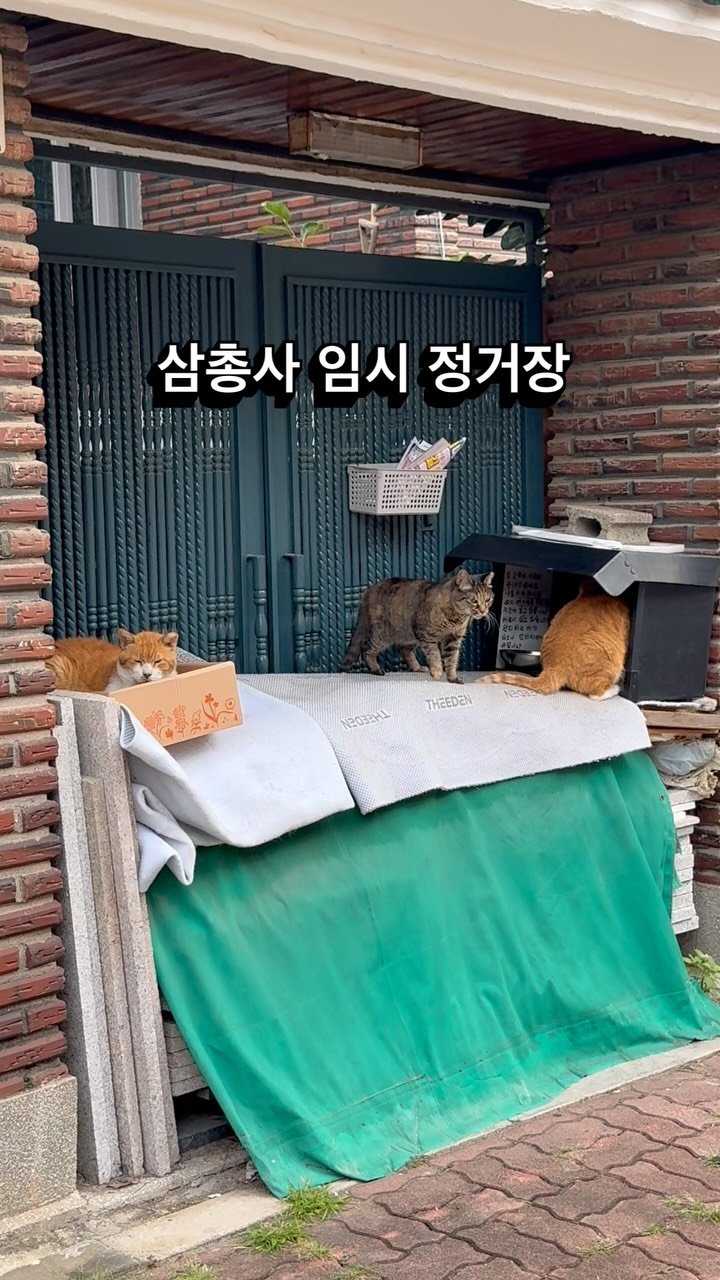 halmangcat 게시물 이미지: 고양이 임시 정거장

이곳은 할아버님을 만나는 삼춘과 공주님들의 임시 정거장.
여름...