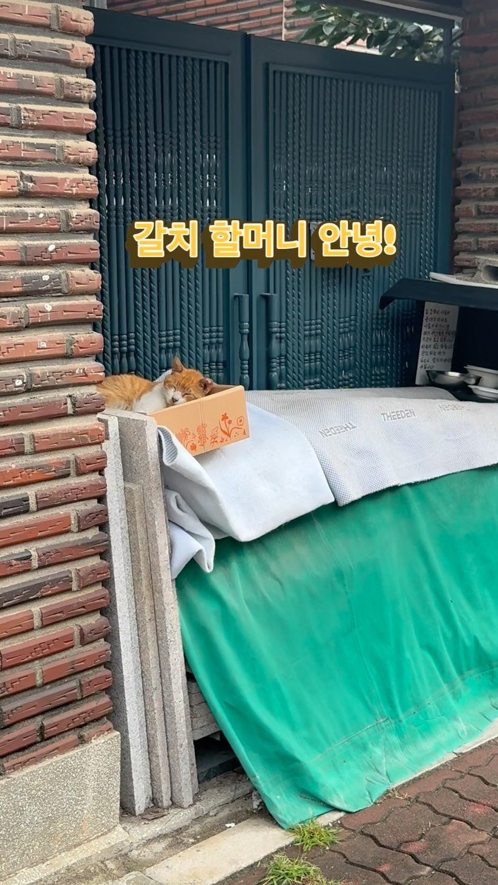 halmangcat 게시물 이미지: 삼춘, 여름이, 아가씨는 여름 내내 급식소 근처에서 지냈어요.
더운 온실에...