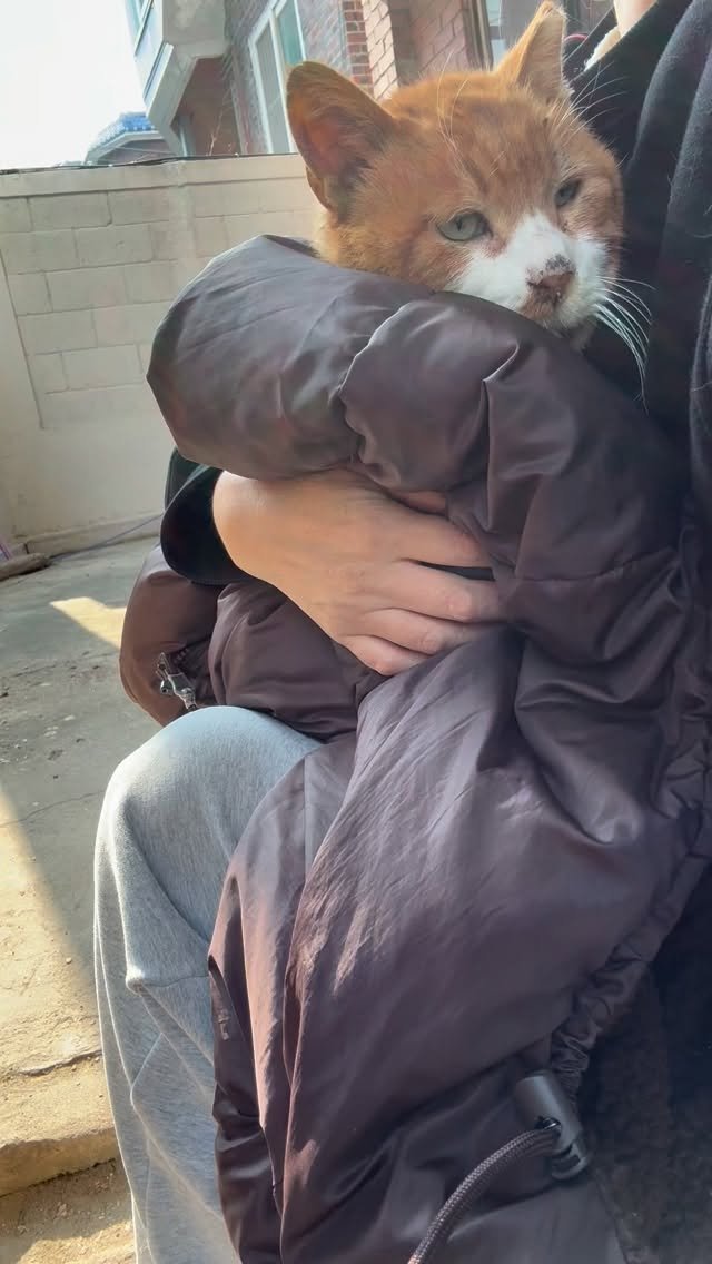 halmangcat 게시물 이미지: 소식을 기다려주신 분들이 많았는데 오랫동안 말을 건네지 못했어요.

아버지가 많이...