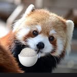 reels_pandagom 프로필 사진