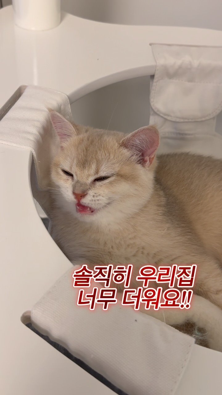 ham2_ni__ 게시물 이미지: 더위 많이 타는 털동물 있는 사람들 주목!! 

이니 그냥 더위많이 타는 사람이여도...