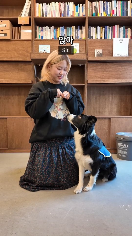 hamonthly 게시물 이미지: 수어를 알아보는 #천재견 #청각장애인 보조견 도도 @dodo.hearingdog...