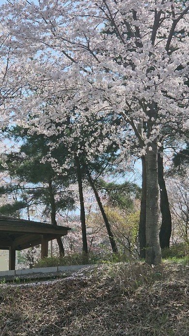 hanasaju 게시물 이미지: 꽃비가 내린다 💞