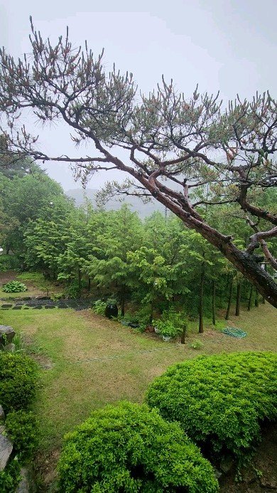 hanasaju 게시물 이미지: 