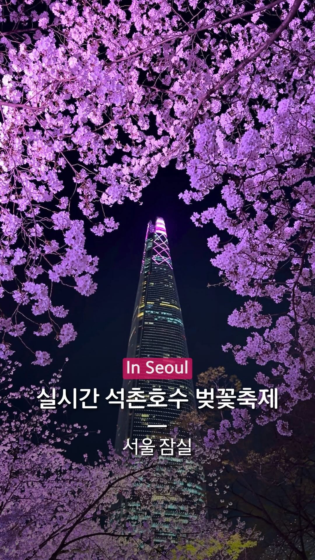 hanba_tang_ 게시물 이미지: 실시간 석촌호수 야경 & 벚꽃축제 일정🌸

잠실 석촌호수 벚꽃이 절정에...