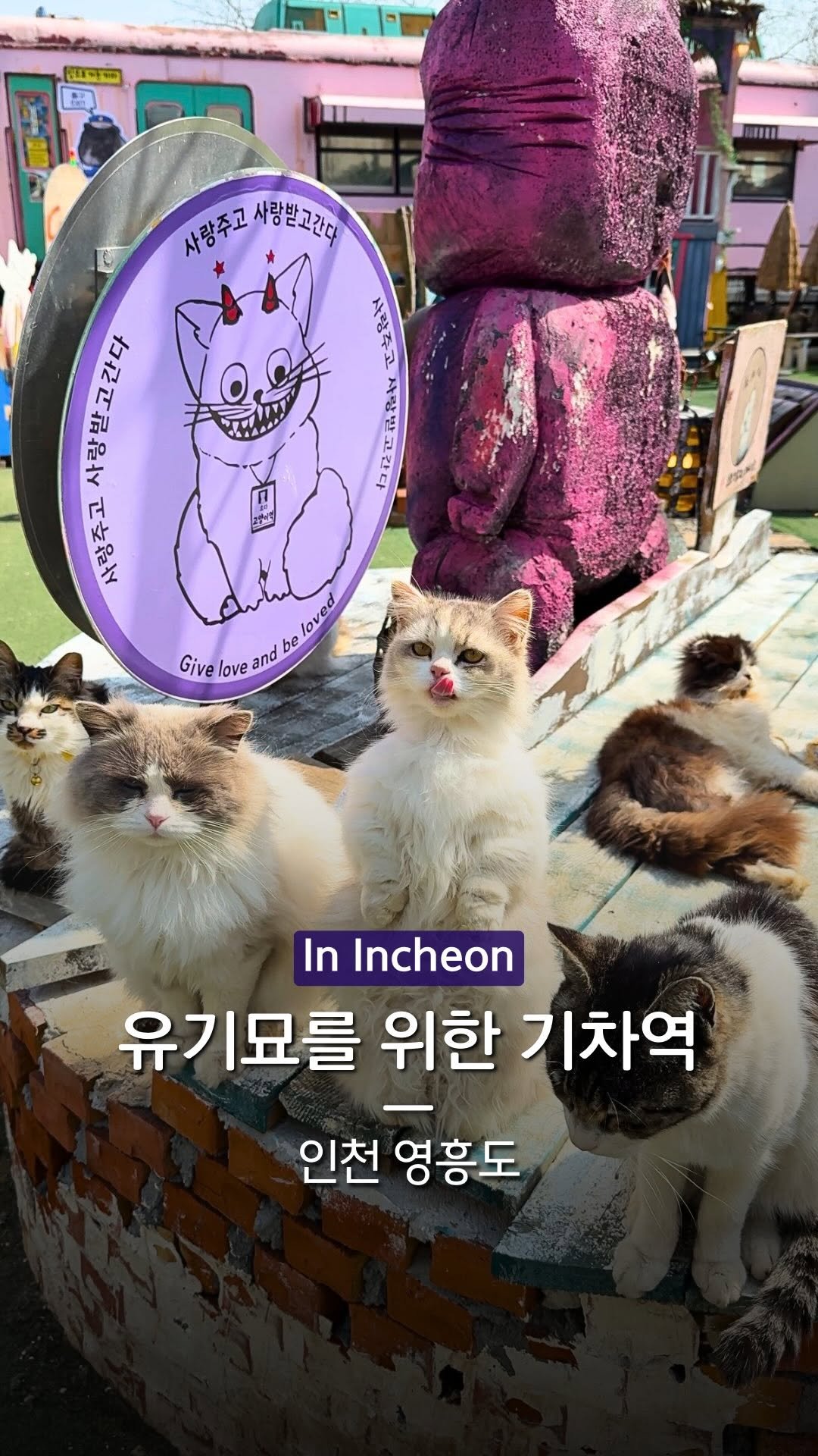 hanba_tang_ 게시물 이미지: 입장만 해도 유기묘에게 후원이 되는 따뜻한 곳,
인천 ‘고양이역’ 에...