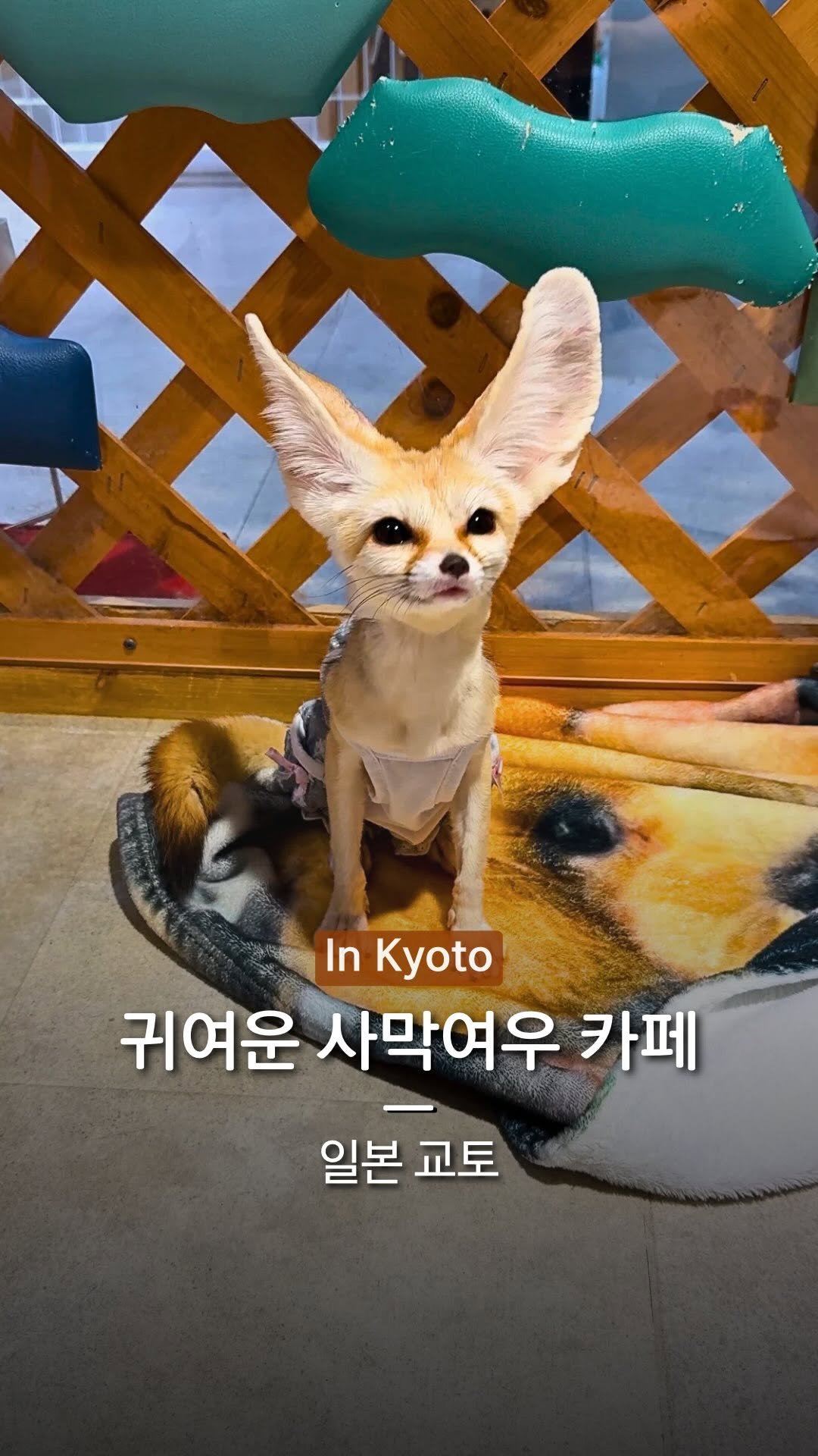 hanba_tang_ 게시물 이미지: 사막여우를 직접 만져볼 수 있는
교토의 사막여우 카페예요.

처음엔 낯을...