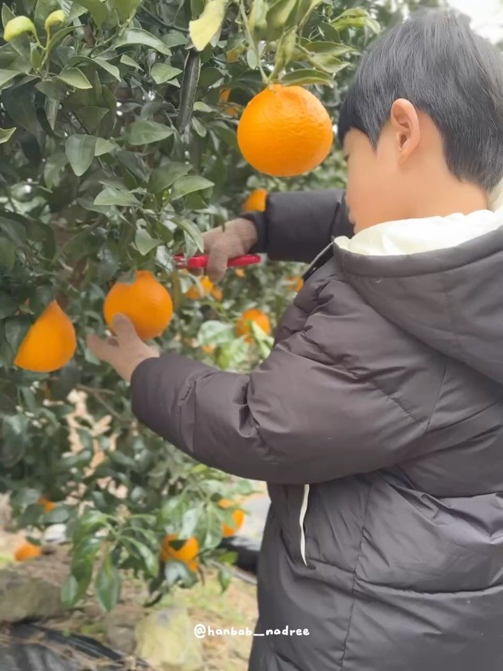 hanbab_nadree 게시물 이미지: 제주도 놀러가서 한라봉 체험하고 왔어요🍊

농장 체험에 한번 즐기고, 청 만들기로...