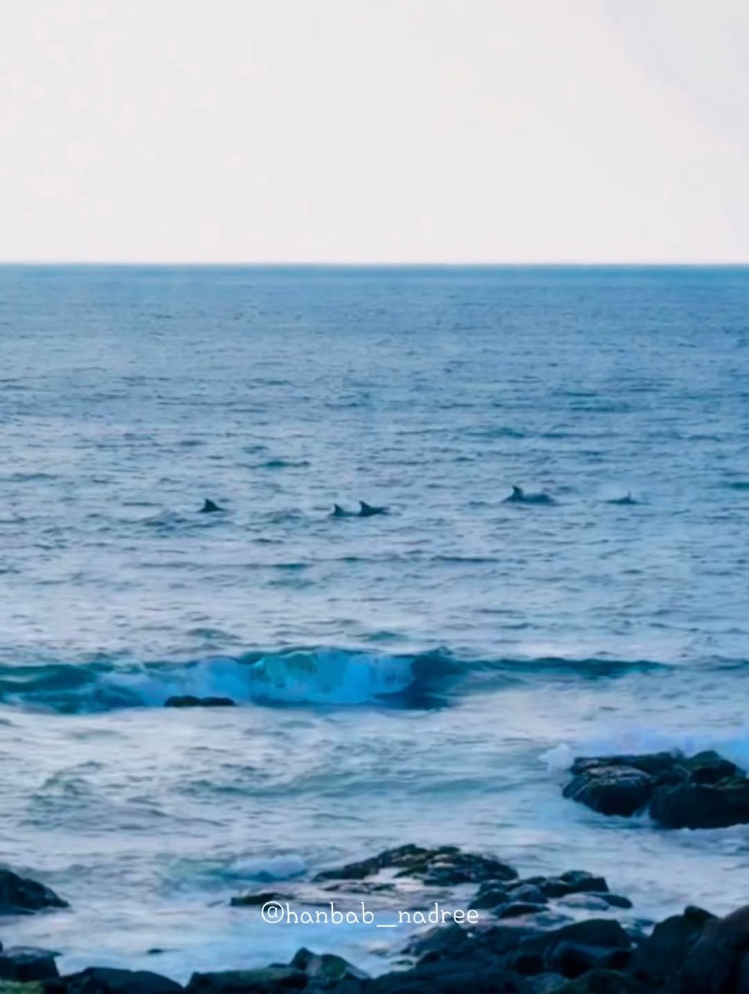 Photo by 한밥나들이/아이와 함께하는 여행 & 체험 on February 01, 2026. May be an image of dolphin, whale, ocean, water and text that says '@hanbab_nadree @hanbab _nadr nadree'.