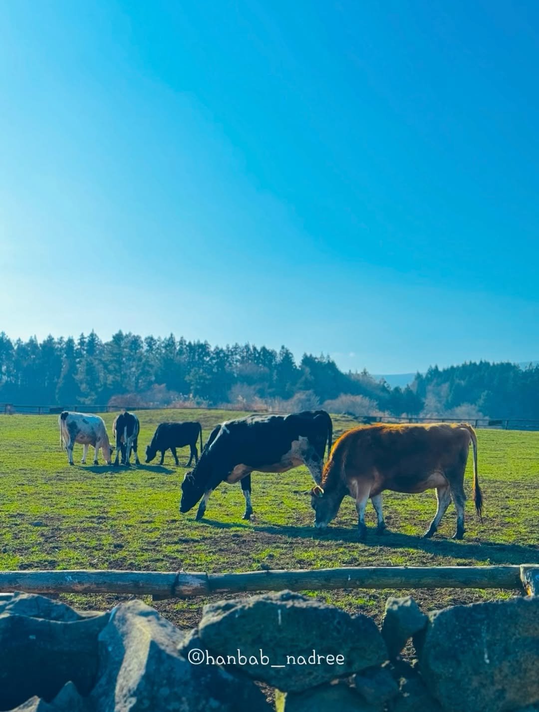 Photo by 한밥나들이/아이와 함께하는 여행 & 체험 on February 12, 2026. May be an image of grass.