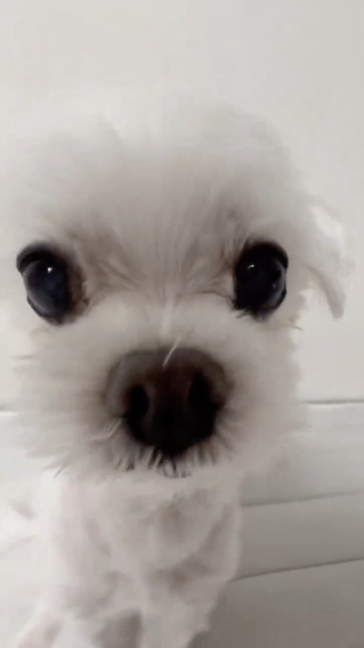 haneum_official_kor 게시물 이미지: WANNA CUTE ver. ૮ ･ ﻌ･ა 🐾 with #태양이 🤍

#장한음...