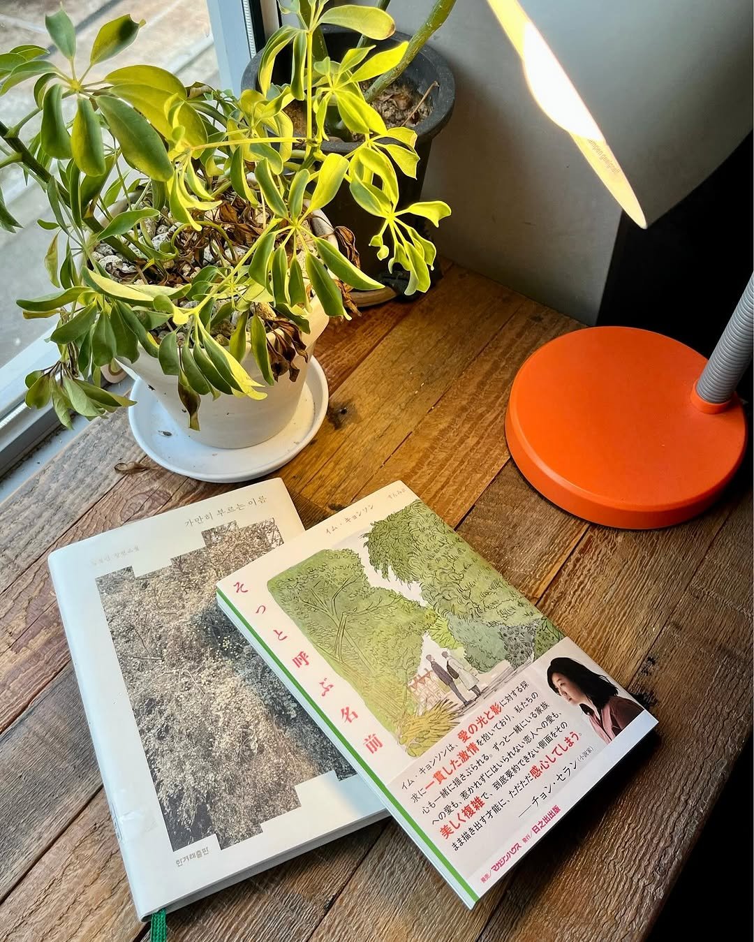 Photo shared by 한겨레출판 on September 29, 2025 tagging @kyoungsun_lim. May be an image of 1 person, diary, book, house plant, ivy, mistletoe cactus and text.