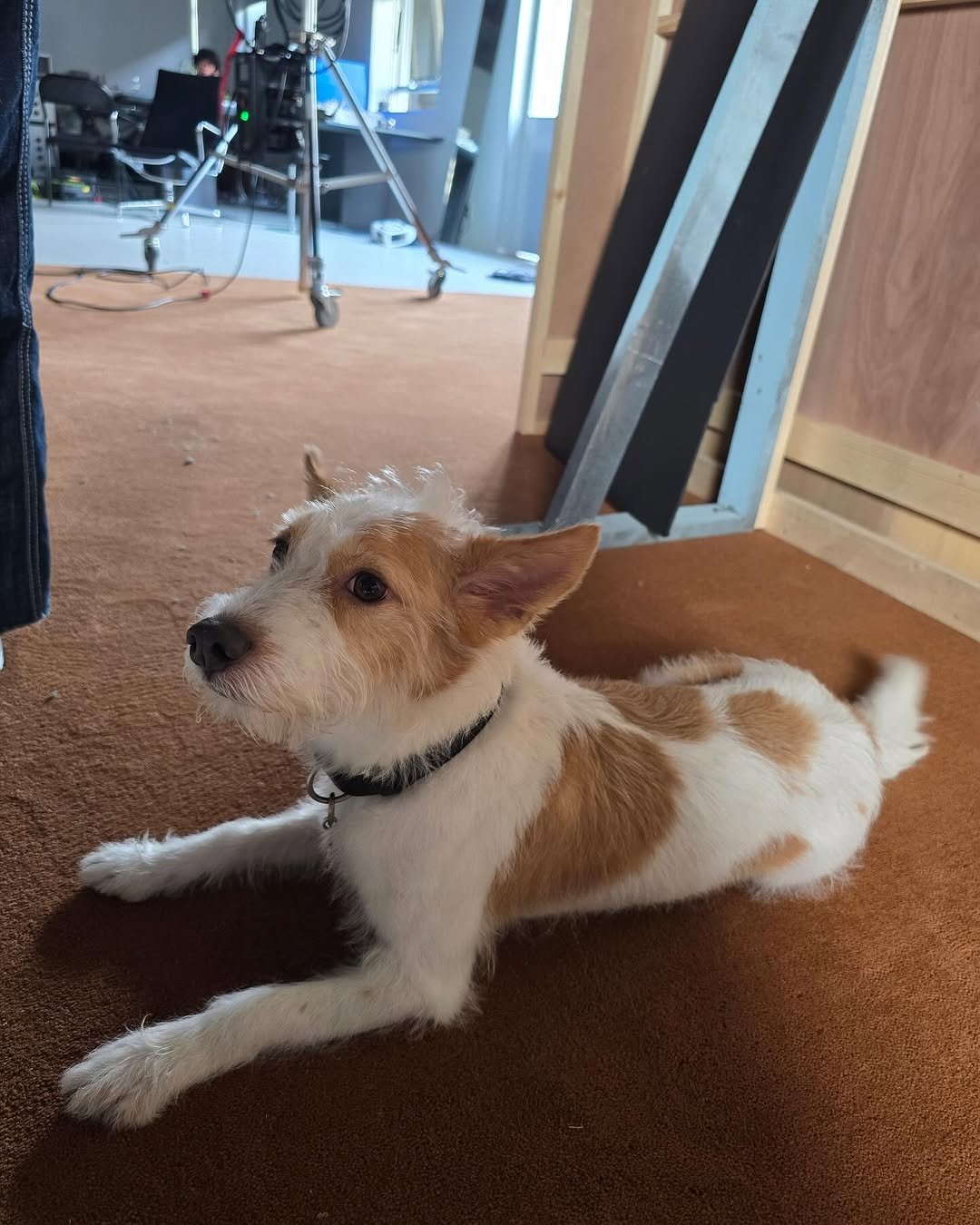 Photo by HANK on July 17, 2025. May be an image of dog and text.