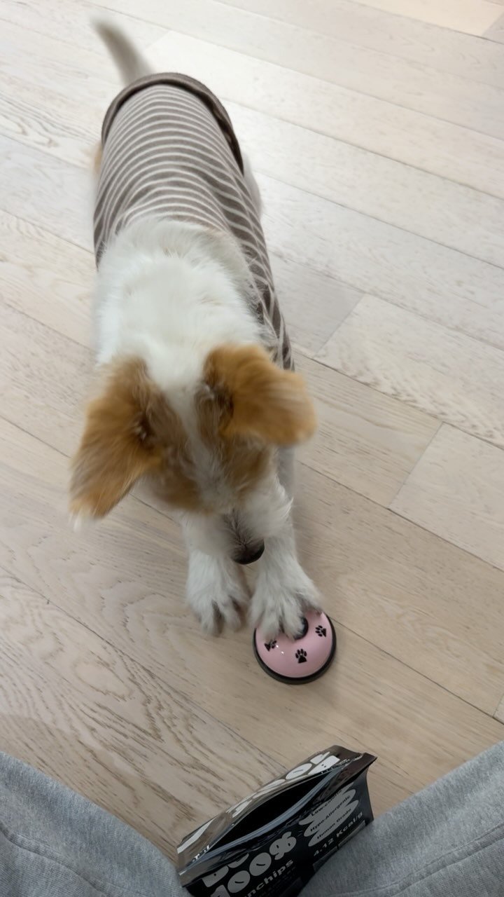 hank_says_hank 게시물 이미지: 간식주세요 🔔🩵