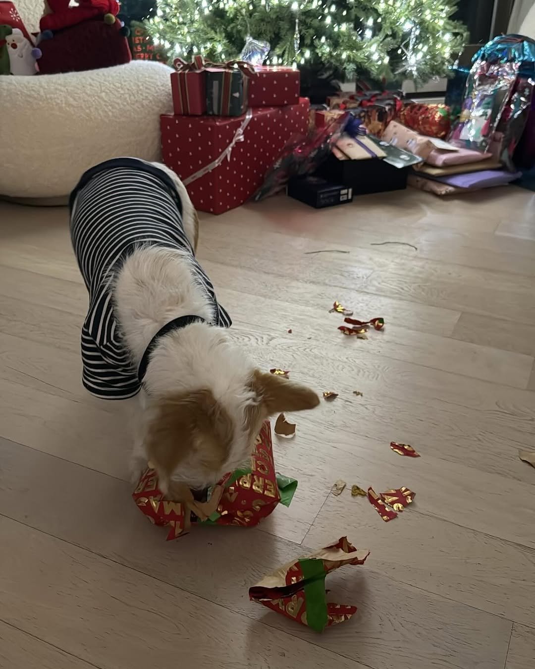hank_says_hank 게시물 이미지: 행크는 크리스마스 선물 직접 풀줄 아는 강아쥐 🎁