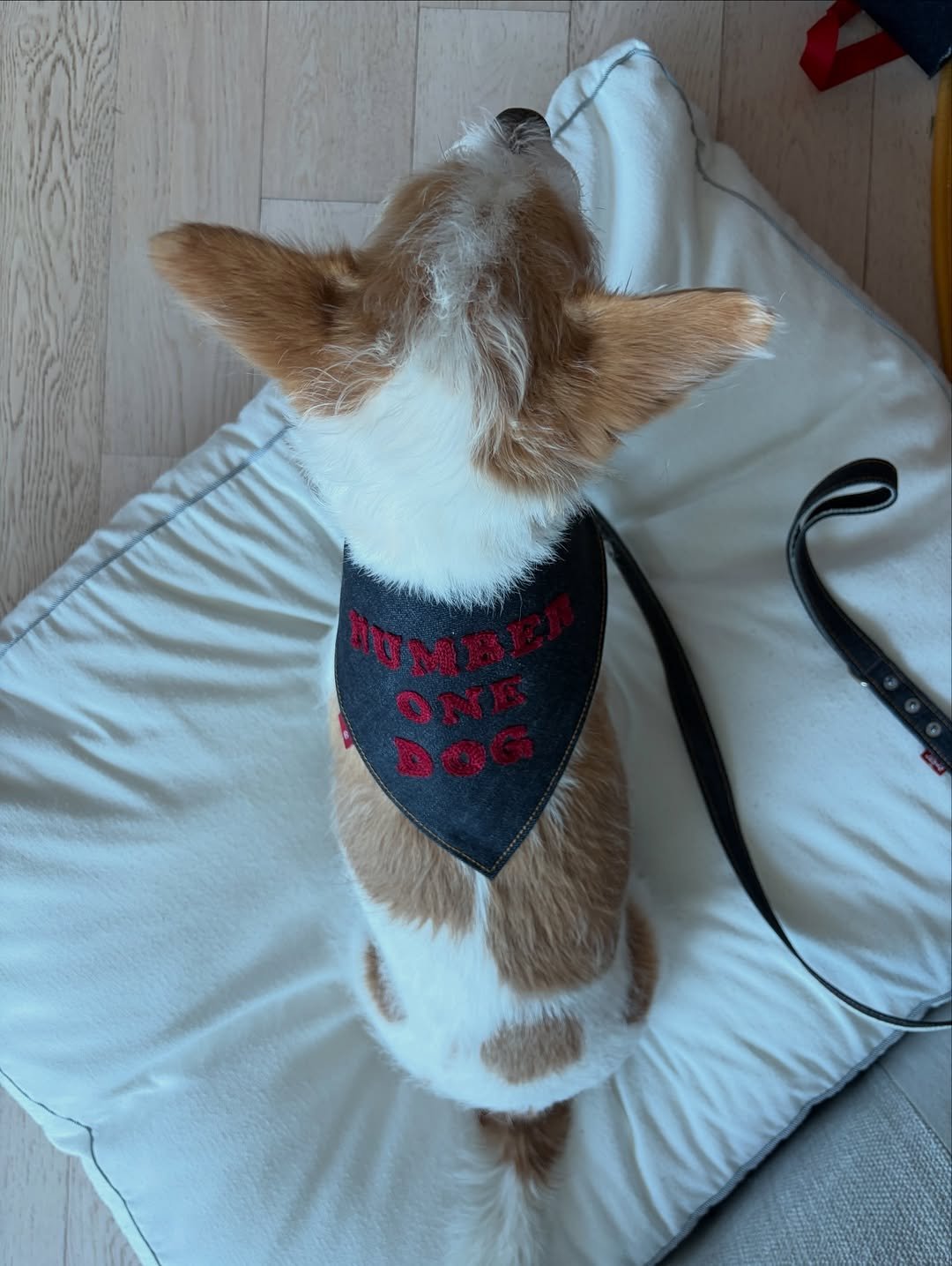 Photo by HANK on February 15, 2026. May be an image of dog.