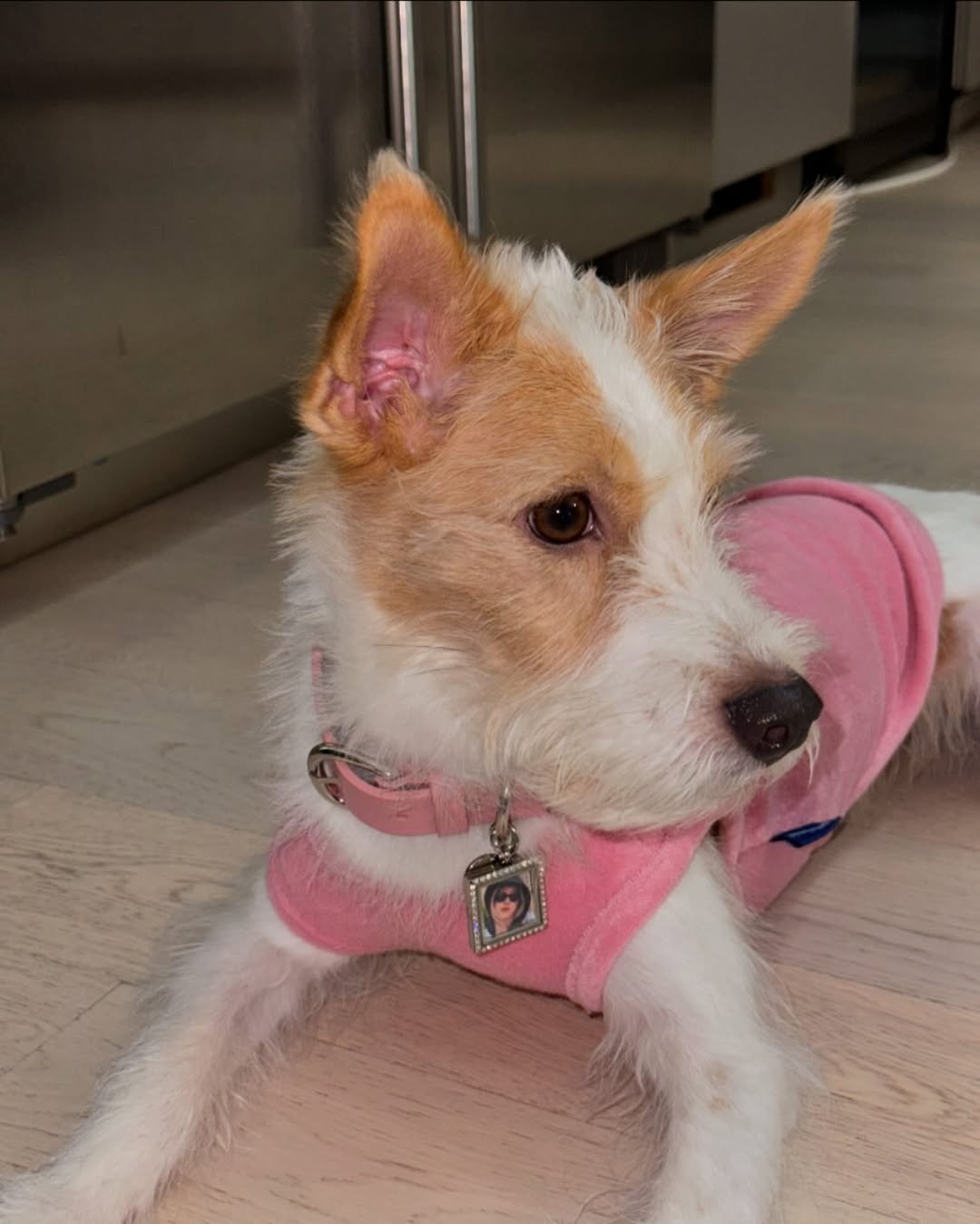 Photo shared by HANK on August 07, 2024 tagging @roses_are_rosie.