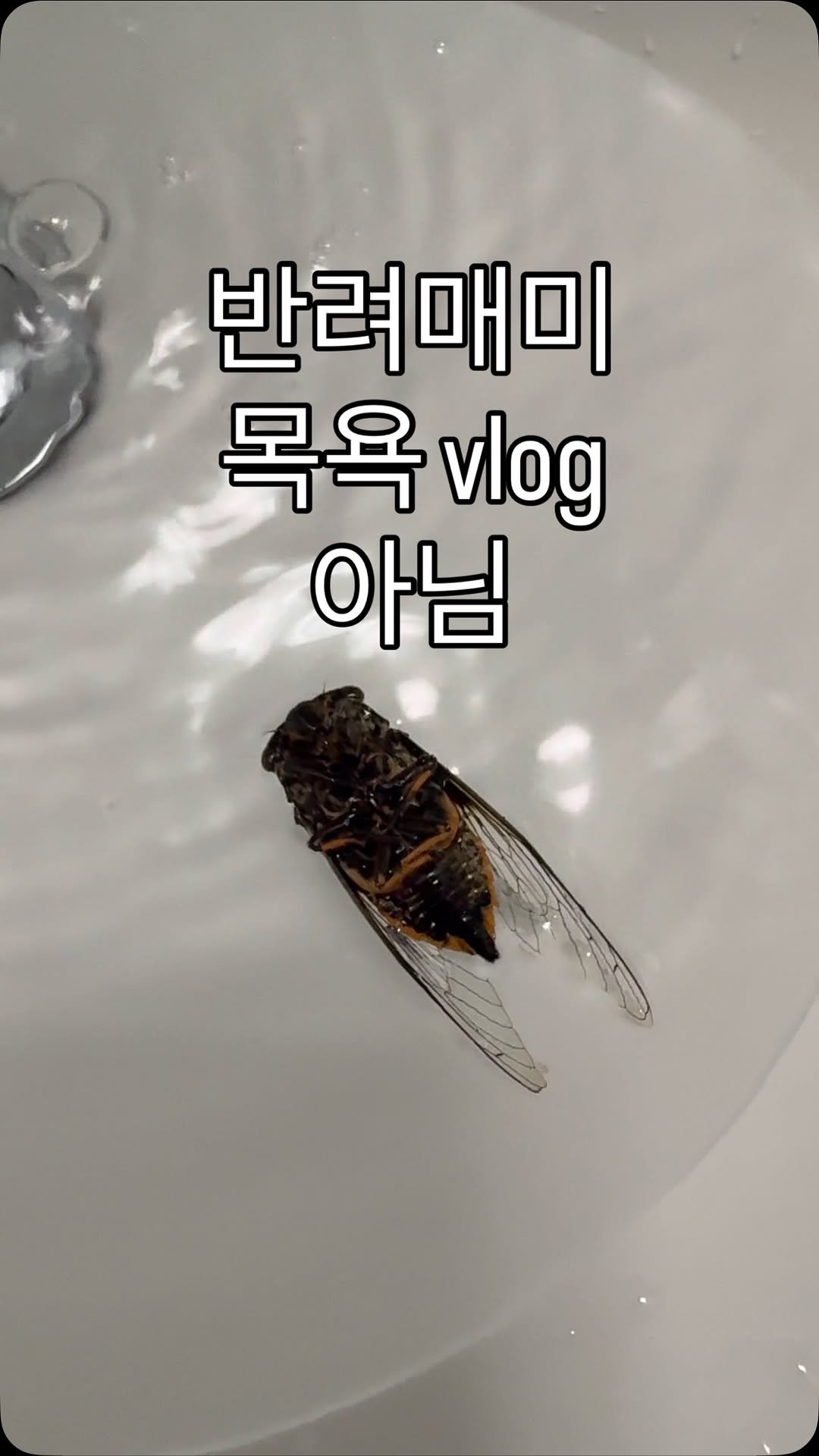 hanoomool 게시물 이미지: 참고로 갓 운명한 신선한 매미를 파밍했습니다
매미야 다음 생에는 오래 사는 걸로...