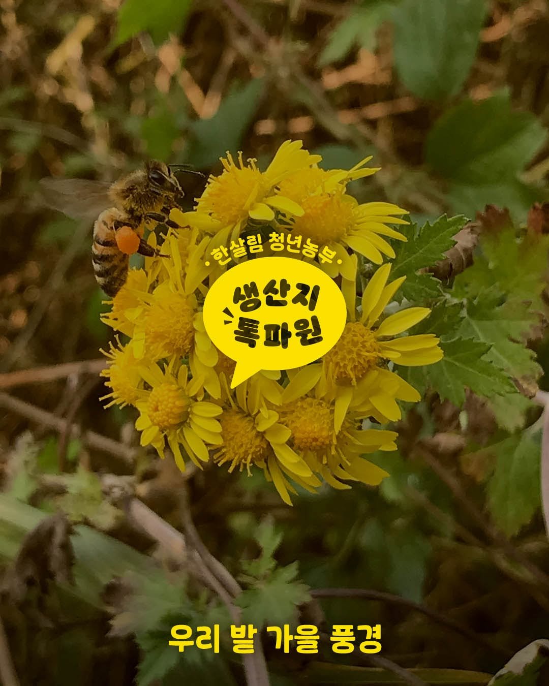 Photo by 한살림 on October 28, 2025. May be an image of bee, flower and text that says 'NhT 한살림 한살림청년능숙. 청년농는. 청년농부 생산지 톡파원 우리발 우리 발 가을 풍경'.