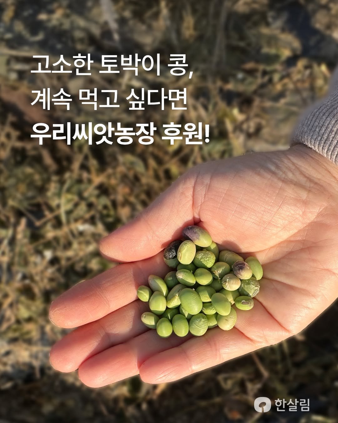 Photo by 한살림 on February 06, 2026. May be an image of herb and text that says '고소한 토박이 콩, 계속 먹고 싶다면 우리씨앗농장 후원! 한살림'.