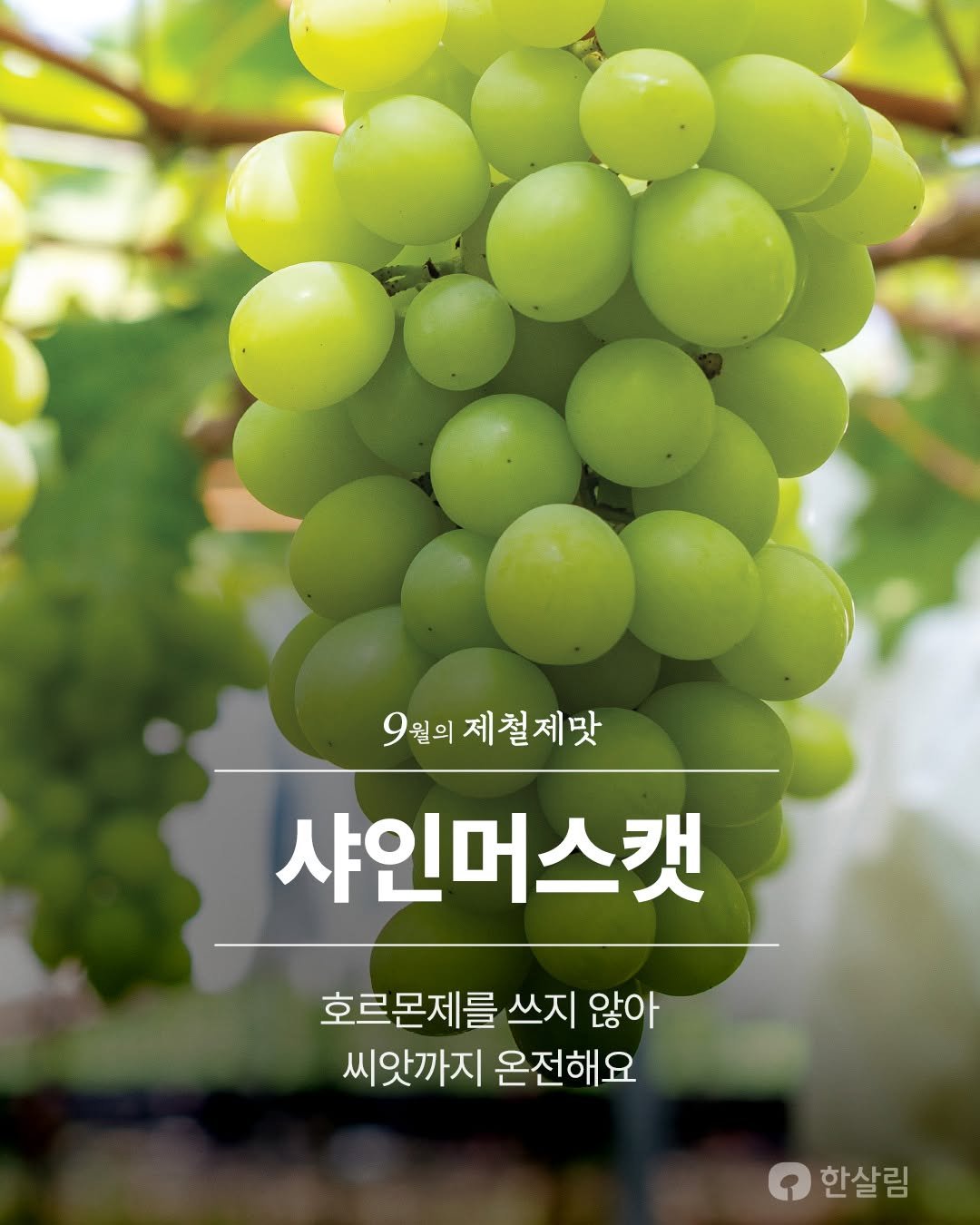 Photo by 한살림 on September 07, 2025. May be an image of fruit, vegetable and text that says '9월의 9원의제철제맛 월의 제철제맛 샤인머스캣 호르몬제를 쓰지 호르몬제를쓰지않아 않아 씨앗까지 온전해요 한살림'.