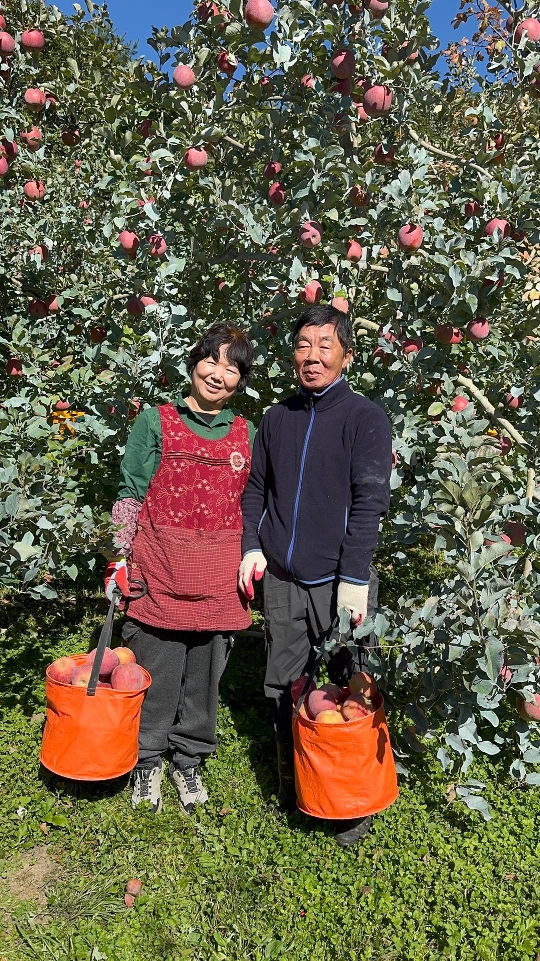 hansalim_official 게시물 이미지: 무르익은 가을의 맛🍂
부사 사과를 만나러 거창에 다녀왔어요. 
거창 산하늘공동체...