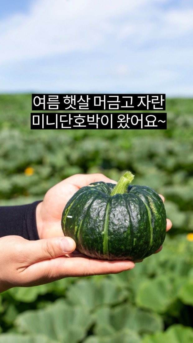 hansalim_official 게시물 이미지: 🎃포슬포슬~ 밤맛 나는 여름 대표 간식!
미니단호박 수확이...