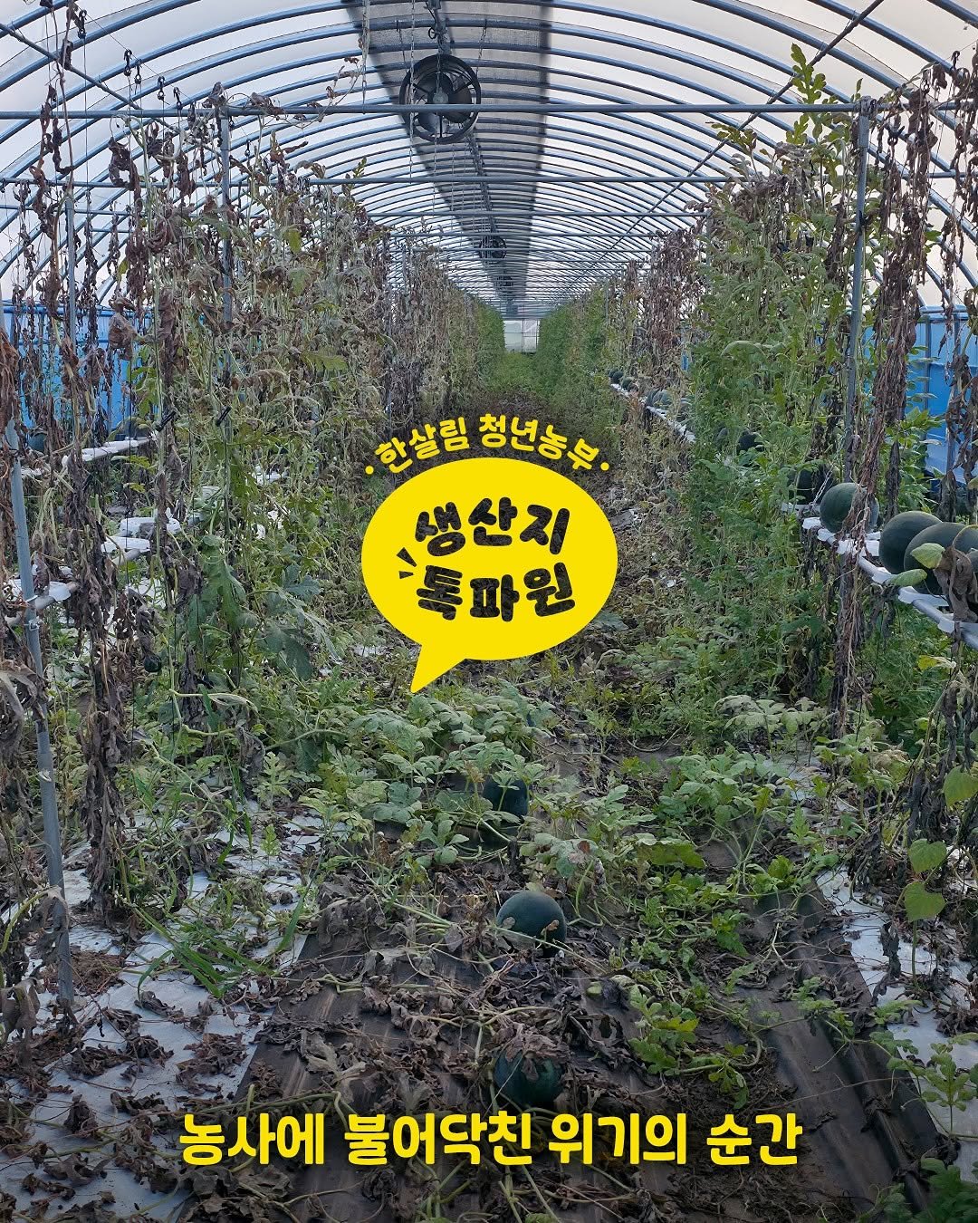 Photo by 한살림 on July 29, 2025. May be an image of vegetable, baby's-breath, herb and text that says '한살림 한살림청년농축 청년농휴. 생산지 -톡파원 파원 농사에 사에 불어닥친 위기의 순간'.