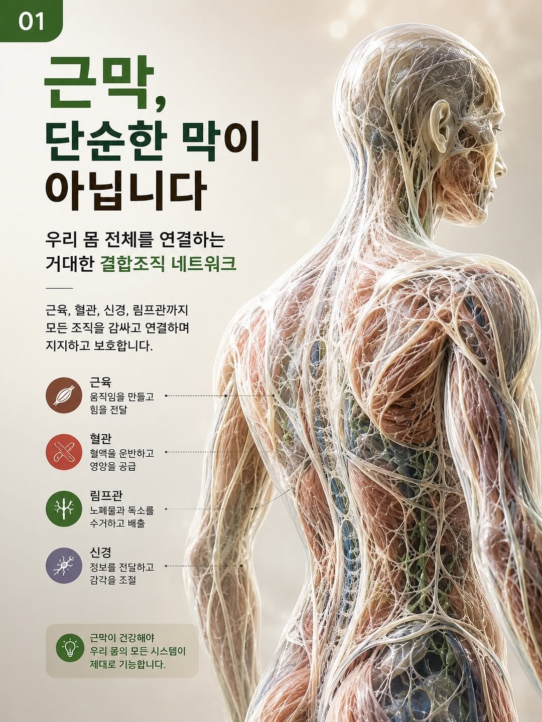 happy_body_jogak 게시물 이미지: 📌가장 간편하고 효과적으로 근막을 케어하는 방법

근막은 탄성 조직이에요.
촉촉하고...