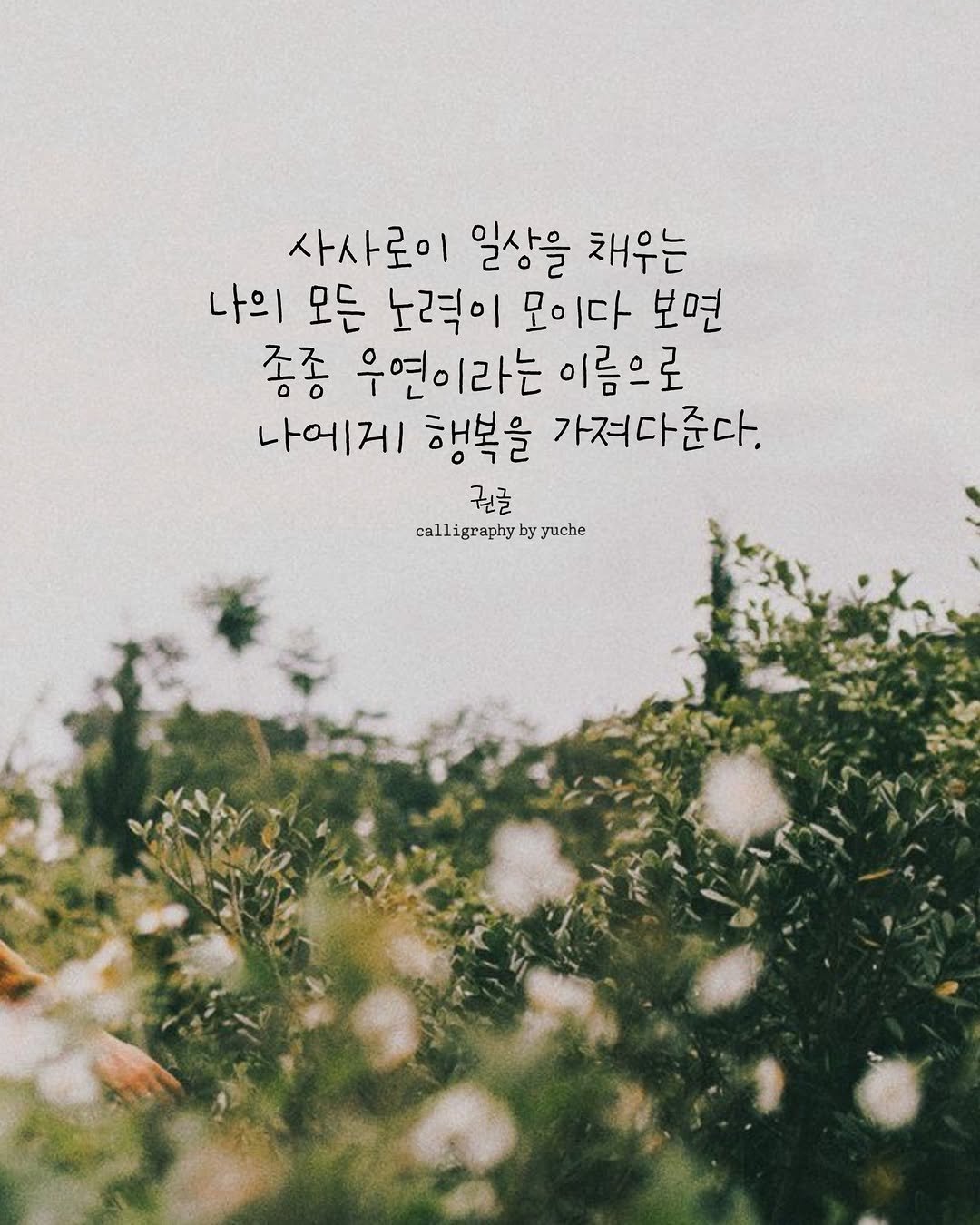 Photo by 유채글씨 on February 17, 2026. May be an image of baby's-breath, outdoors and text that says '사사로이 일상을 채우는 나의 모든 노력이 모이다 보면 종종 우연이라는 이름으로 나에게 행복을 가져다준다. 권글 calligraphy by yuche'.